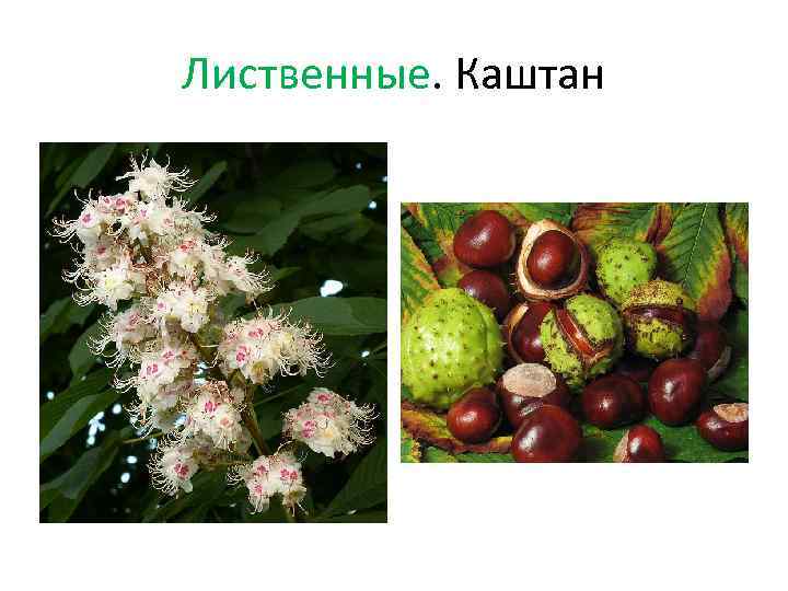 Лиственные. Каштан 