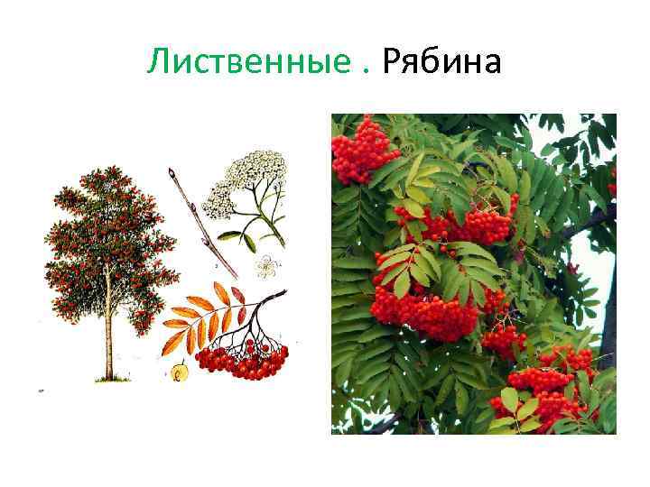 Лиственные. Рябина 