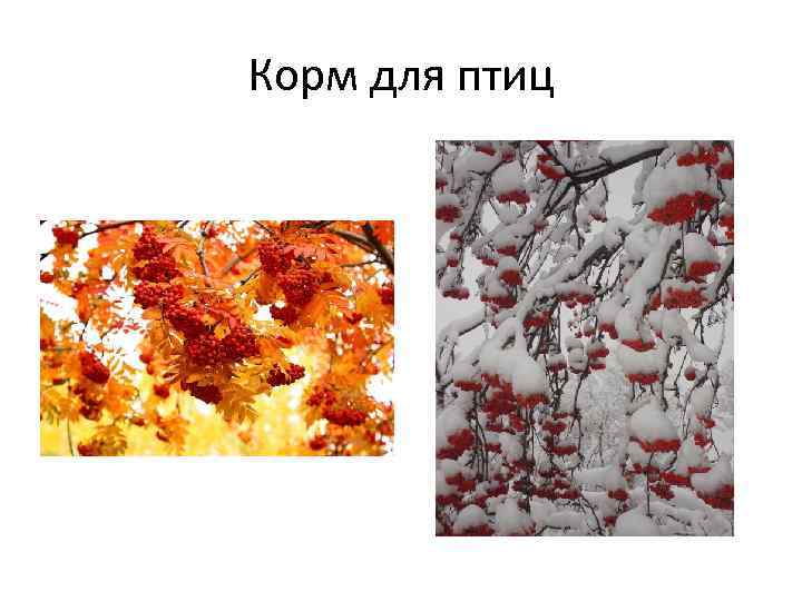 Корм для птиц 