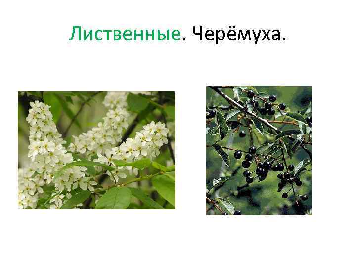 Лиственные. Черёмуха. 