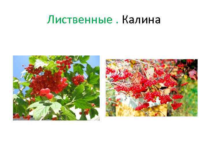 Лиственные. Калина 