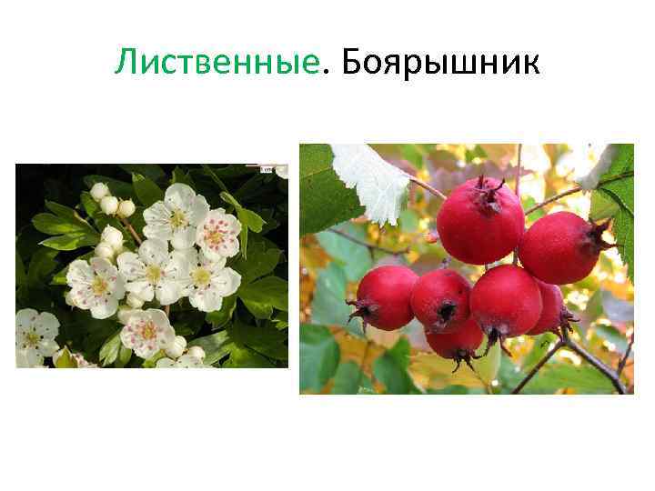 Лиственные. Боярышник 
