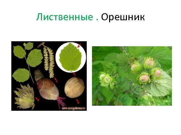 Лиственные. Орешник 