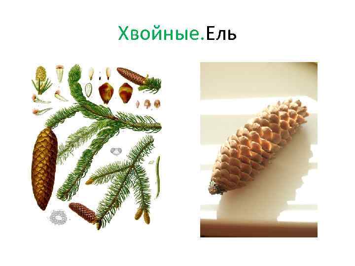 Хвойные. Ель 