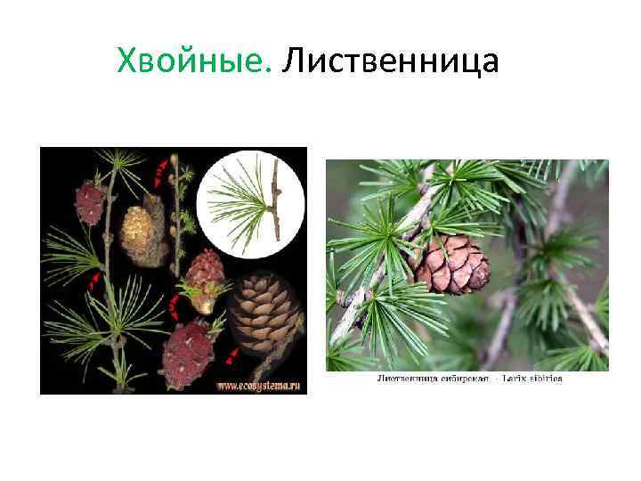 Хвойные. Лиственница 
