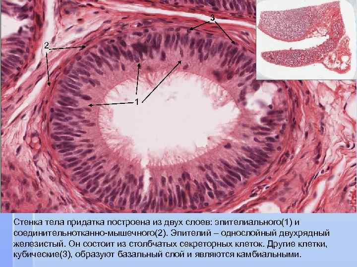 Железистый эпителий фото