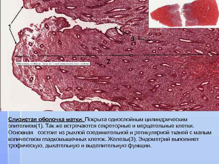 1 3 2 Слизистая оболочка матки. Покрыта однослойным цилиндрическим эпителием(1). Так же встречаются секреторные