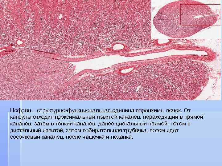 Нефрон – структурно-функциональная единица паренхимы почек. От капсулы отходит проксимальный извитой каналец, переходящий в