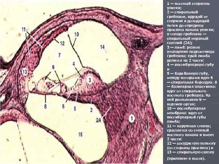 1 — костный стержень улитки; 2 — спиральный гребешок, идущий от стержня и доходящий