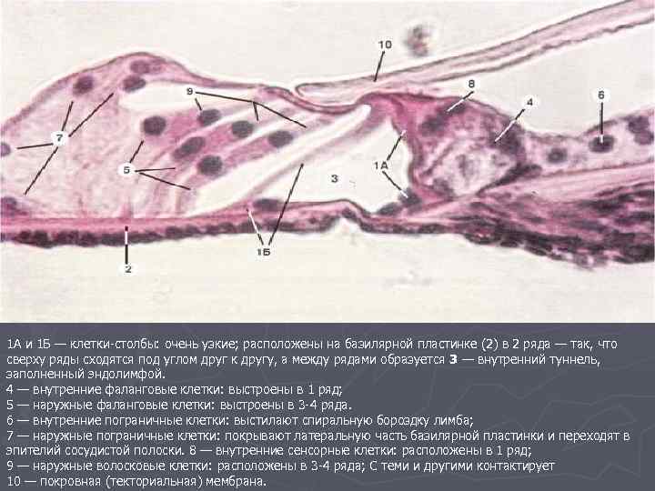 1 А и 1 Б — клетки-столбы: очень узкие; расположены на базилярной пластинке (2)