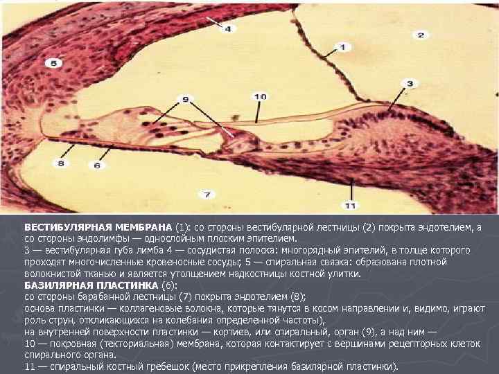 ВЕСТИБУЛЯРНАЯ МЕМБРАНА (1): со стороны вестибулярной лестницы (2) покрыта эндотелием, а со стороны эндолимфы