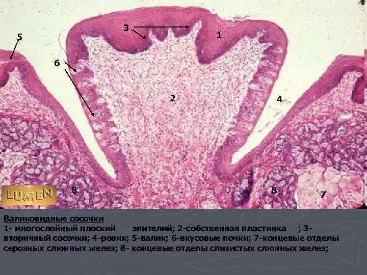 3 5 1 6 2 8 4 8 7 Валиковидные сосочки 1 - многослойный