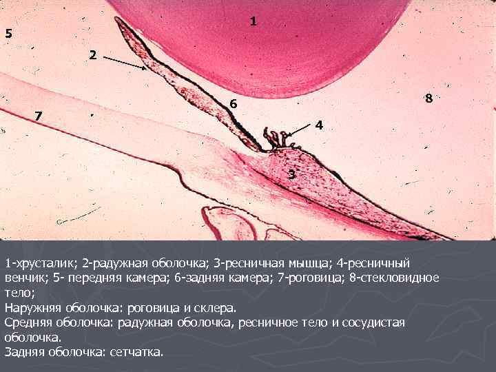 1 1 5 5 2 2 7 8 6 4 6 7 4 3