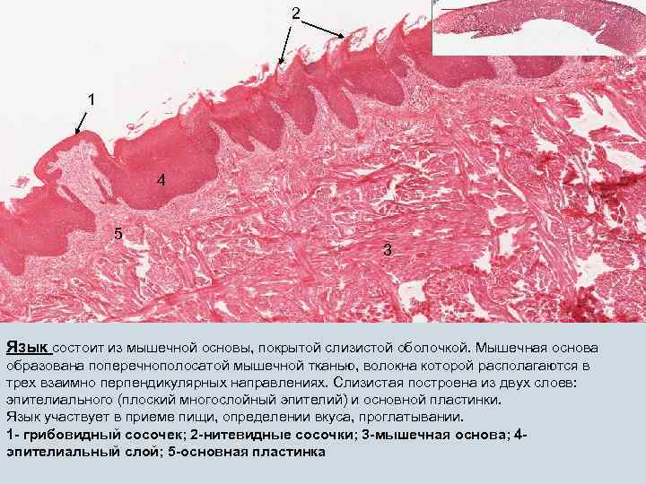 2 1 4 5 3 Язык состоит из мышечной основы, покрытой слизистой оболочкой. Мышечная