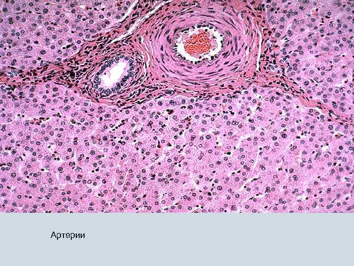 1 2 Артерии 