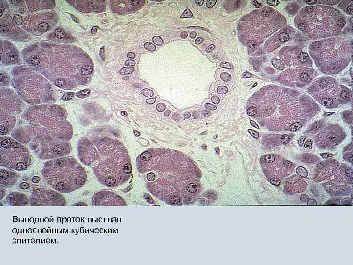 Выводной проток выстлан однослойным кубическим эпителием. 