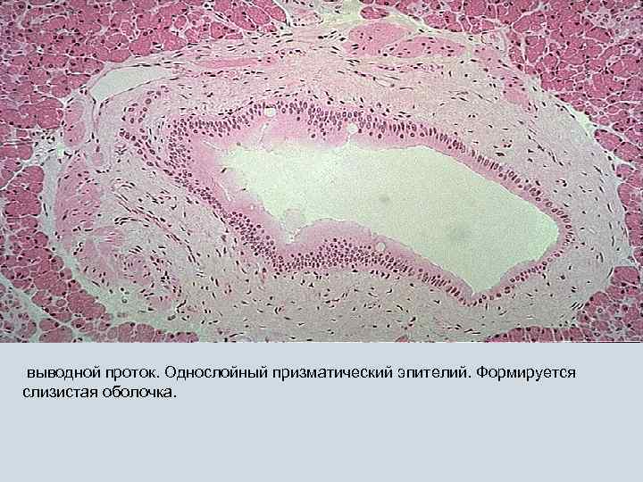 выводной проток. Однослойный призматический эпителий. Формируется слизистая оболочка. 