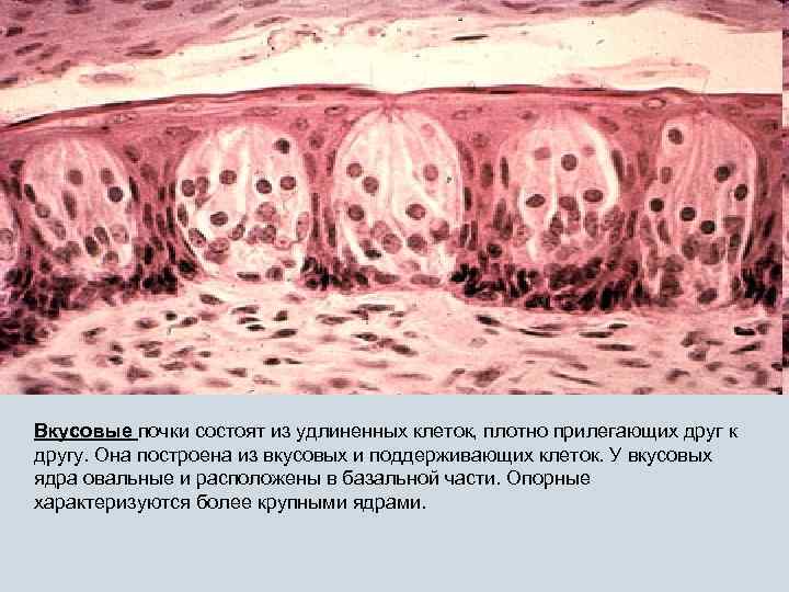 Вкусовые почки состоят из удлиненных клеток, плотно прилегающих друг к другу. Она построена из