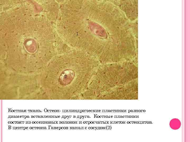 Костная ткань входит. Костная ткань гаверсов канал. Соединительная ткань костная Остеон. Костные пластинки остеона. Пластинчатая костная ткань гистология гаверсов канал.