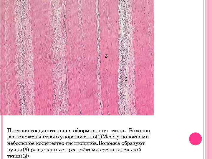1 3 2 Плотная соединительная оформленная ткань Волокна расположены строго упорядоченно(1)Между волокнами небольшое количество
