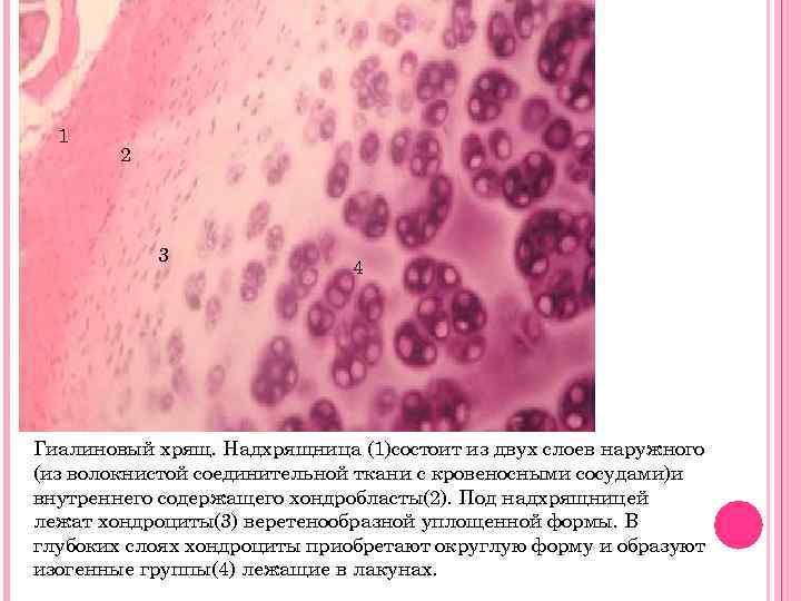 1 2 3 4 Гиалиновый хрящ. Надхрящница (1)состоит из двух слоев наружного (из волокнистой