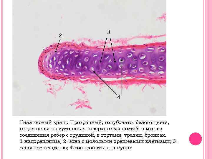 2 3 1 4 Гиалиновый хрящ. Прозрачный, голубовато- белого цвета, встречается на суставных поверхностях