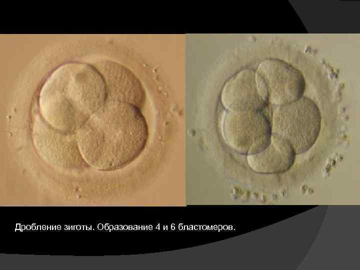 Дробление это образование. Дробление зиготы лягушки 12 бластомеров. Дробление зиготы препарат. Дробление яйцеклетки. Образование бластомеров.