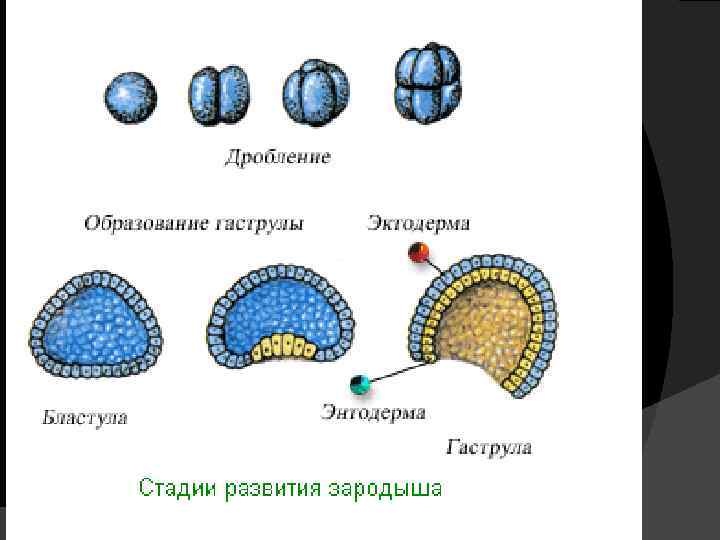 Стадии дробления рисунок