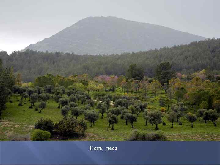 Есть леса 