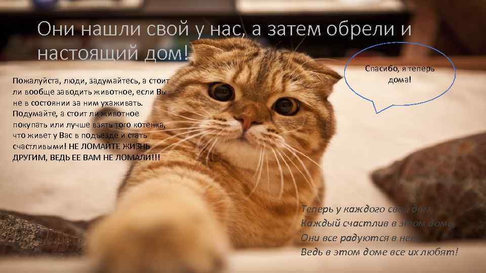 Они нашли свой у нас, а затем обрели и настоящий дом! Пожалуйста, люди, задумайтесь,