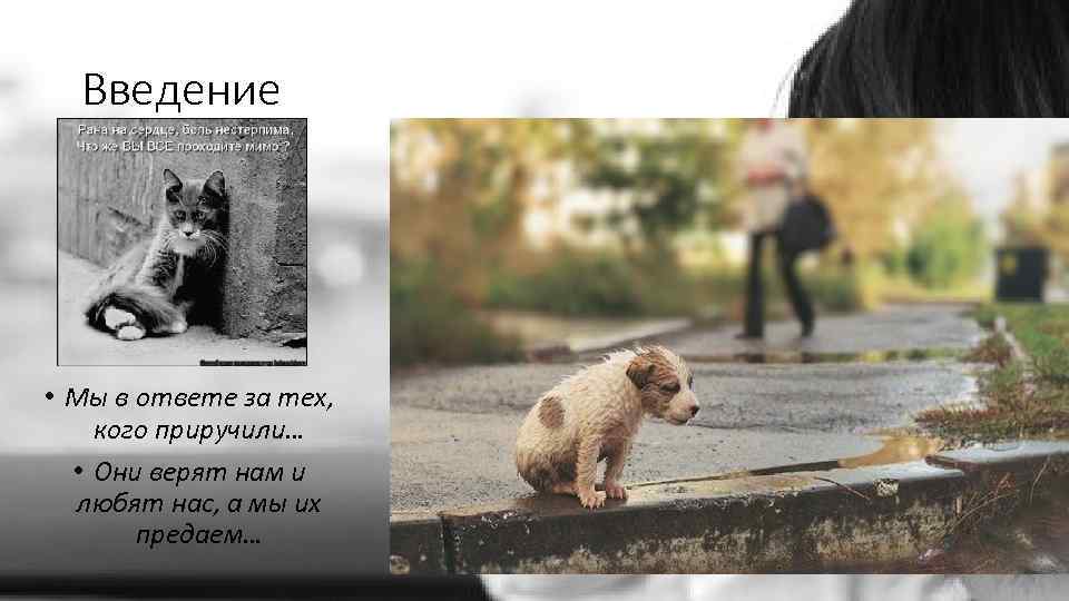 Введение • Мы в ответе за тех, кого приручили… • Они верят нам и