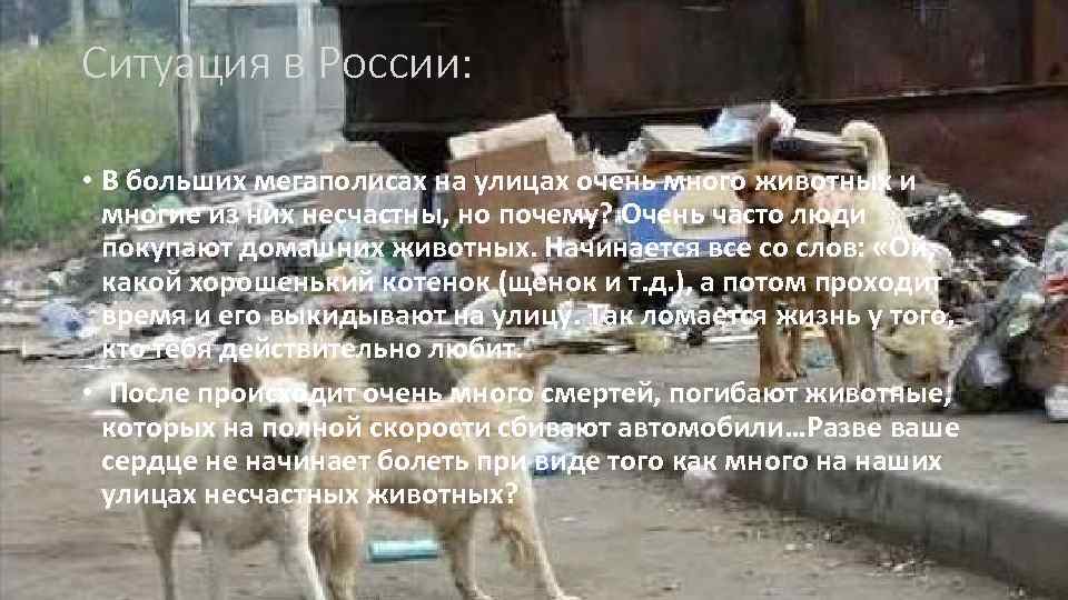 Ситуация в России: • В больших мегаполисах на улицах очень много животных и многие