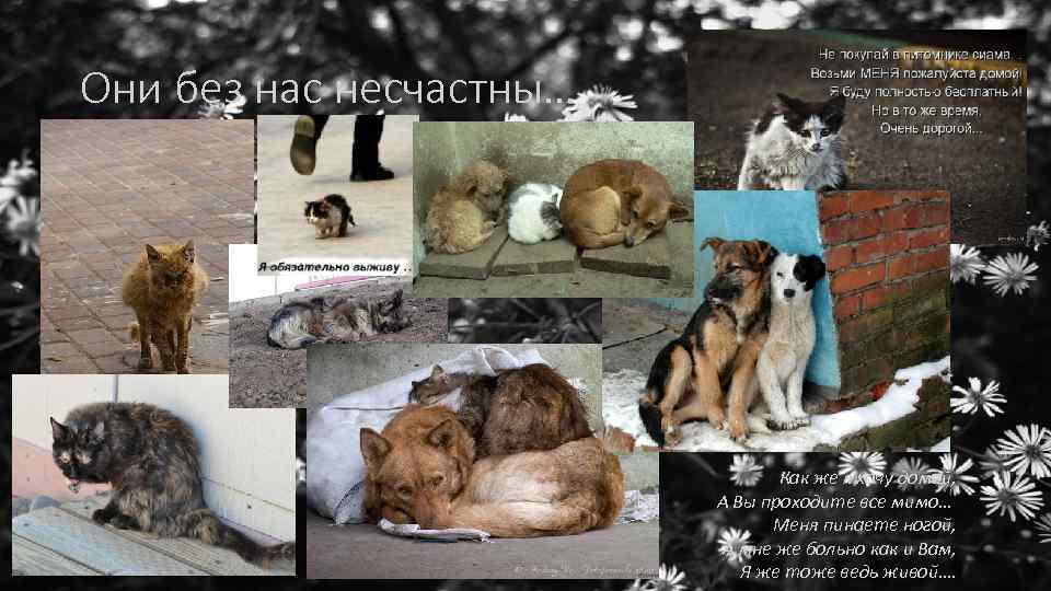 Они без нас несчастны… Как же я хочу домой, А Вы проходите все мимо…