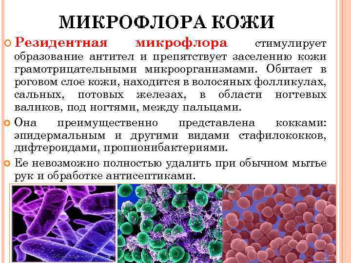 МИКРОФЛОРА КОЖИ Резидентная микрофлора стимулирует образование антител и препятствует заселению кожи грамотрицательными микроорганизмами. Обитает