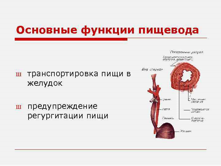 Возрастные анатомо физиологические особенности пищеварительной системы презентация