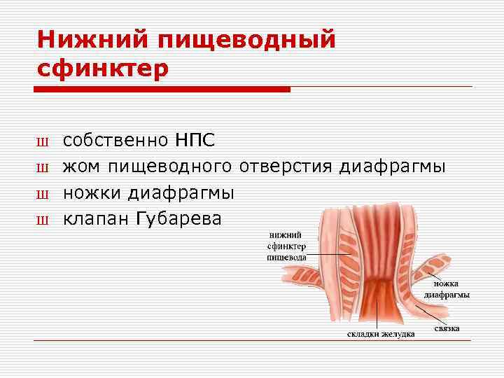 Нижний пищеводный сфинктер Ш Ш собственно НПС жом пищеводного отверстия диафрагмы ножки диафрагмы клапан