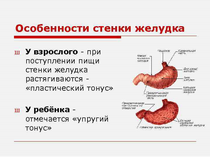 Особенности стенки желудка Ш Ш У взрослого - при поступлении пищи стенки желудка растягиваются