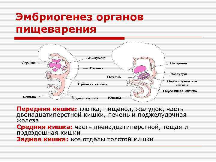 Эмбриогенез органов пищеварения Передняя кишка: глотка, пищевод, желудок, часть двенадцатиперстной кишки, печень и поджелудочная