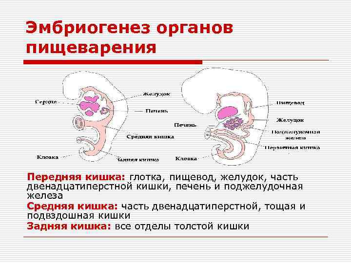 Анатомо физиологические особенности органов пищеварения презентация