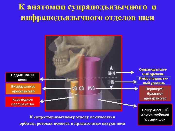 К анатомии супраподъязычного и инфраподъязычного отделов шеи Подъязычная кость Висцеральное пространство Каротидное пространство К