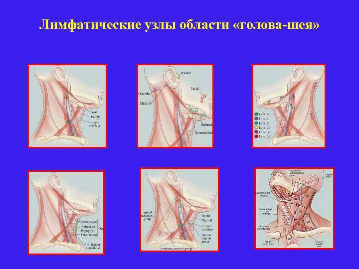 Лимфатические узлы области «голова-шея» 