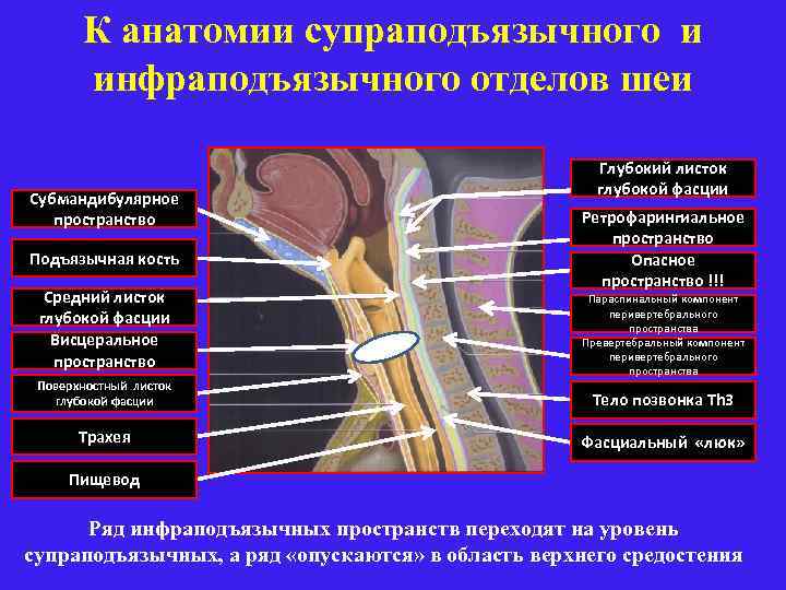 К анатомии супраподъязычного и инфраподъязычного отделов шеи Субмандибулярное пространство Подъязычная кость Средний листок глубокой