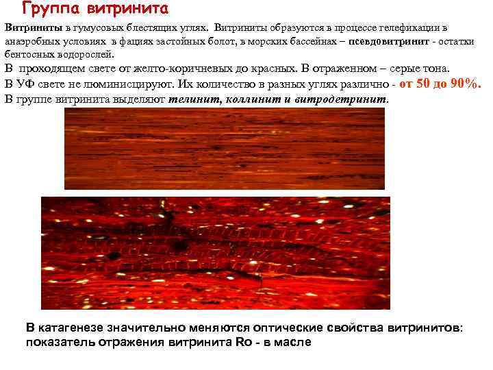 Группа витринита Витриниты в гумусовых блестящих углях. Витриниты образуются в процессе гелефикации в анаэробных