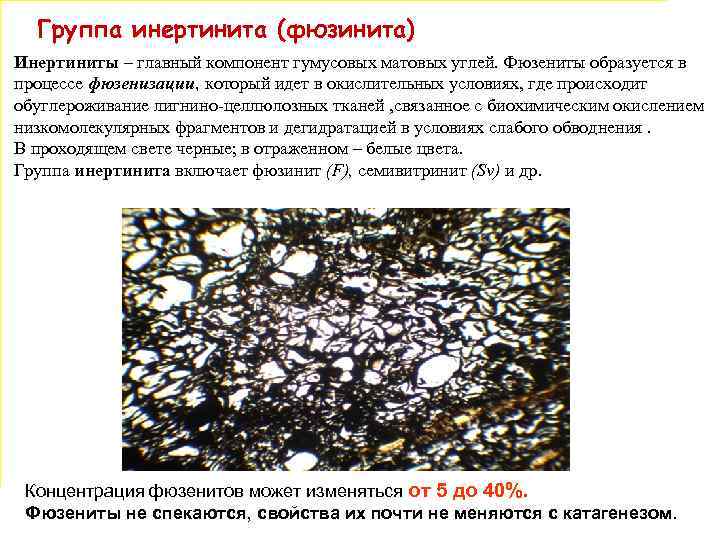 Группа инертинита (фюзинита) Инертиниты – главный компонент гумусовых матовых углей. Фюзениты образуется в процессе