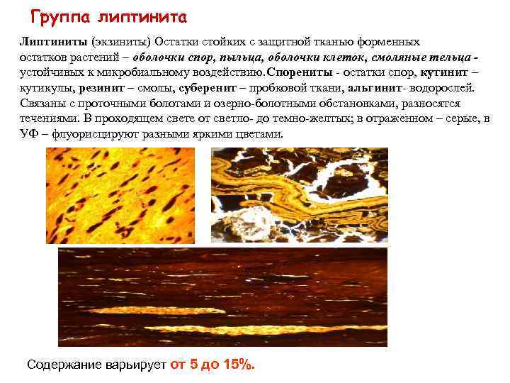 Группа липтинита Липтиниты (экзиниты) Остатки стойких с защитной тканью форменных остатков растений – оболочки