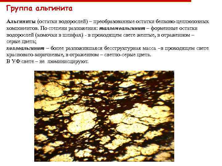 Группа альгинита Альгиниты (остатки водорослей) – преобразованные остатки белково-целлюлозных компонентов. По степени разложения: талломоальгинит