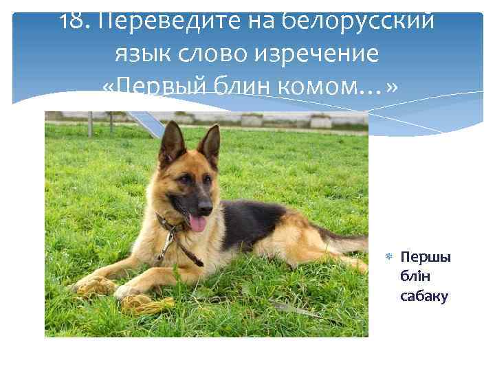 18. Переведите на белорусский язык слово изречение «Первый блин комом…» Першы блін сабаку 
