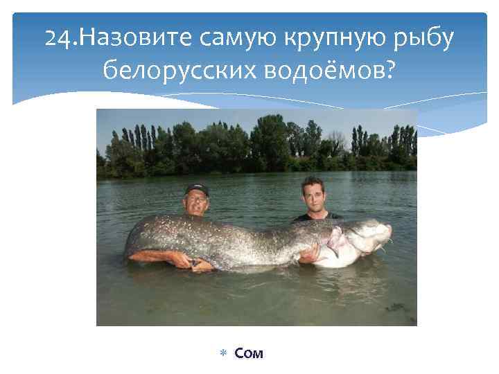 24. Назовите самую крупную рыбу белорусских водоёмов? Сом 
