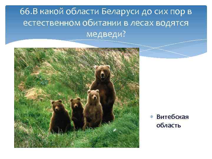 66. В какой области Беларуси до сих пор в естественном обитании в лесах водятся