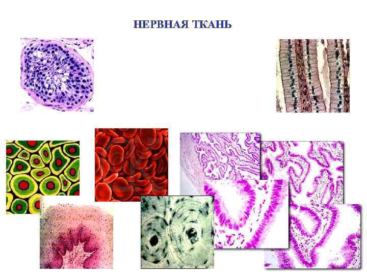 НЕРВНАЯ ТКАНЬ 